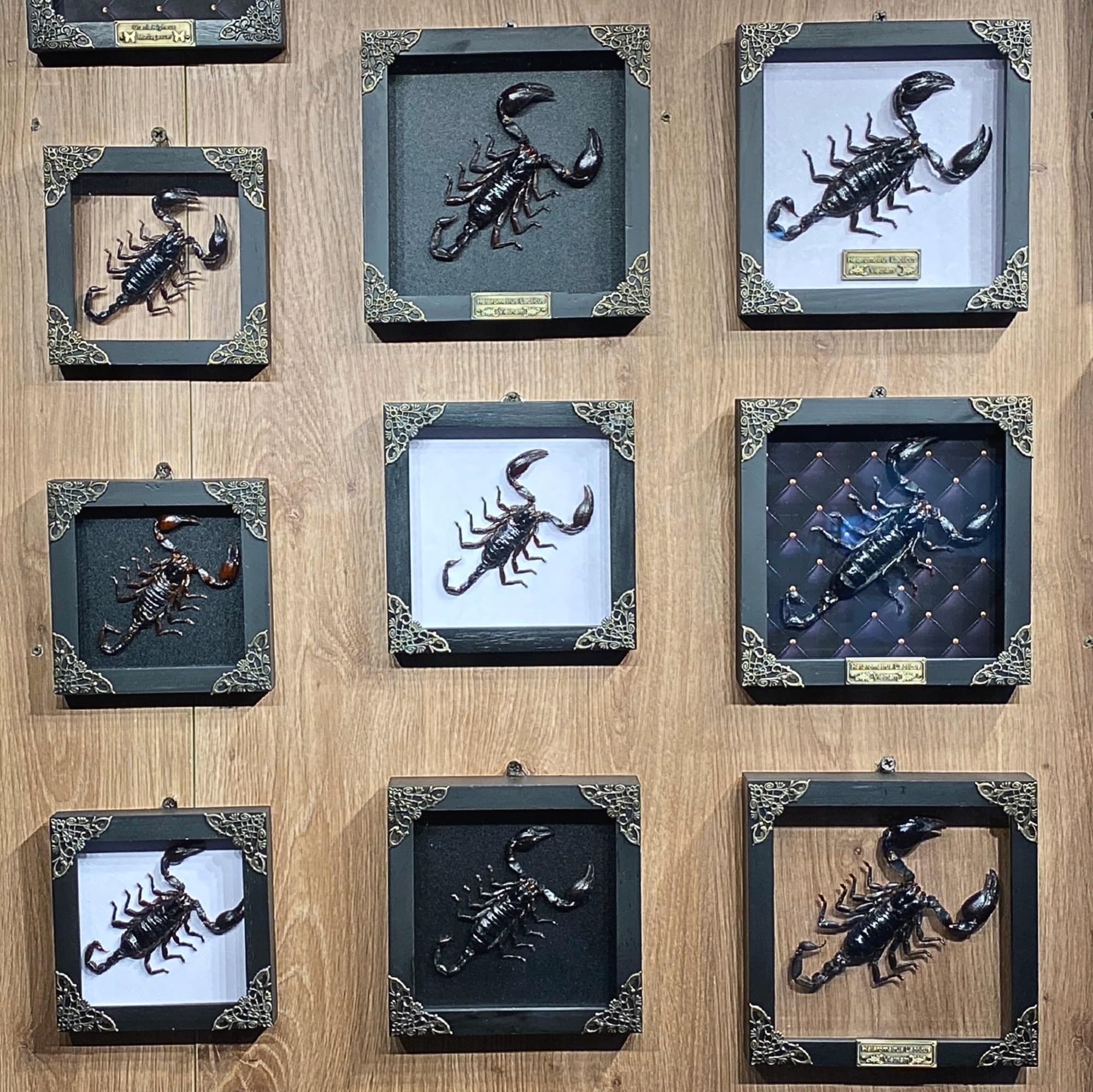 VINADECOR Real Giant Scorpion Framed Dried Beetle Shadow Box Entomology Wooden Insect Handmade Taxidermy Wall Art Decor Decoration Tabletop Living Home K14-51-KINH