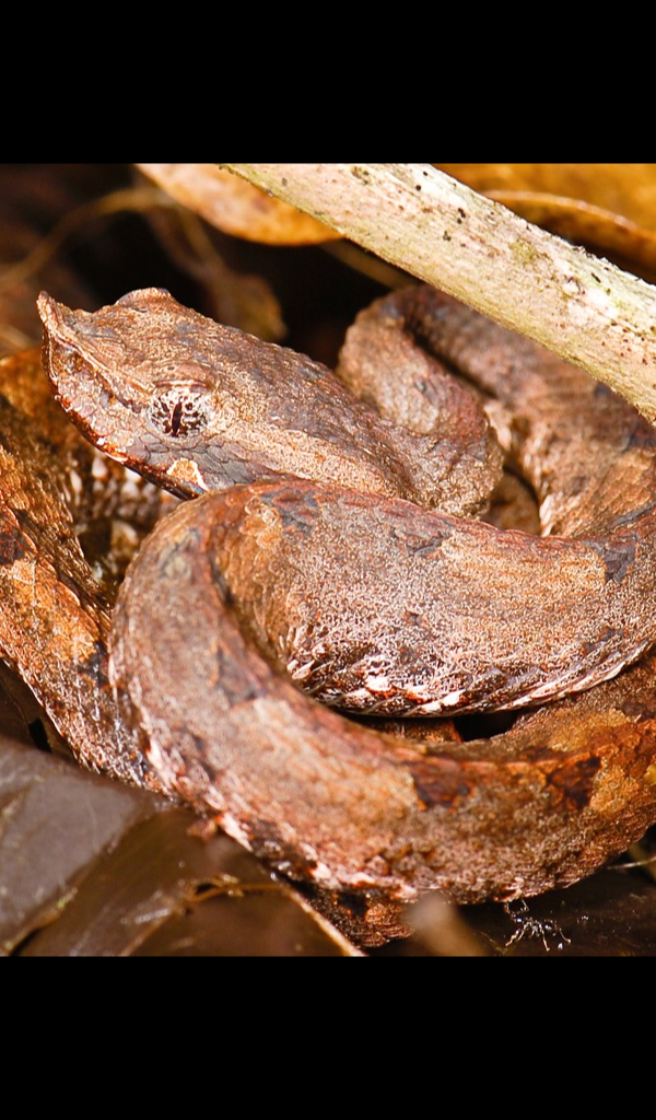 pit viper Wallpaper HD Wallpapers of pit viper!Amazon.caAppstore