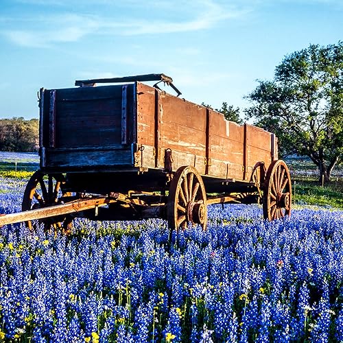 Miniatura 5 de Outsidepride Flores silvestres de Bluebonnet Perennial Texas - 1 libra