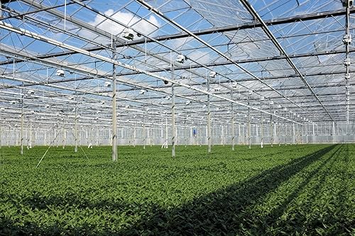 Miniatura 6 de Nellie R. Stevens Holly - 15 plantas vivas - Cobertura de privacidad de hoja perenne