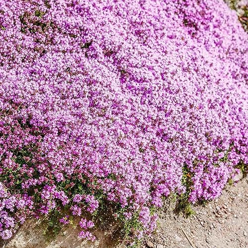 Miniatura 4 de YEGAOL Garden - Semillas de tomillo rastrero rojas fragantes que atraen a los polinizadores tolerantes a la sequía sin OMG sustituto de césped