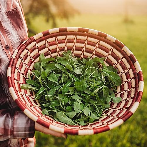 Miniatura 2 de Rúcula - 500 semillas - Variedad de reliquia y polinizada abierta, semillas de vegetales sin OMG para plantar, cultiva tus propias verduras de