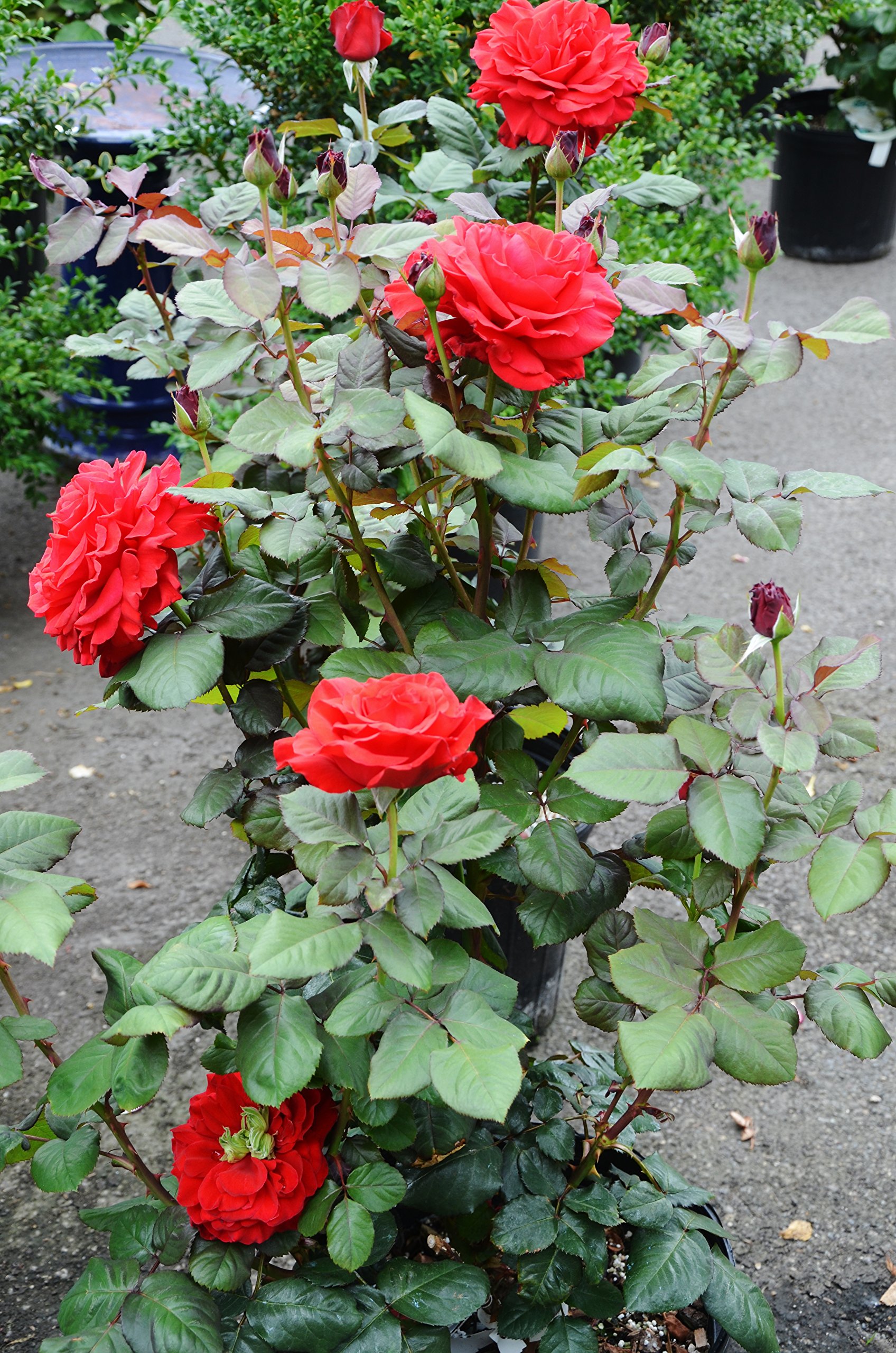 See full amazon price history chart for Plantazee Joogtook Live Red Rose/Gulab Flower Plant With Pot - Decorative Outdoor Plant Plantazee Joogtook Live Red Rose/Gulab Flower Plant With Pot - Decorative Outdoor Plant (B0B2WVSQWM) Amazon Price History, Amazon Price Tracker