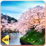 リラックス睡眠＆勉強補助プロ - 時間と天気を表示できるHD桜動画