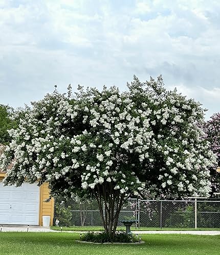 Miniatura 3 de Natchez Crape Myrtle Tree - Contenedores de cuarto de galón, 6 a 12 pulgadas de alto, planta viva de floración blanca de rápido crecimiento para