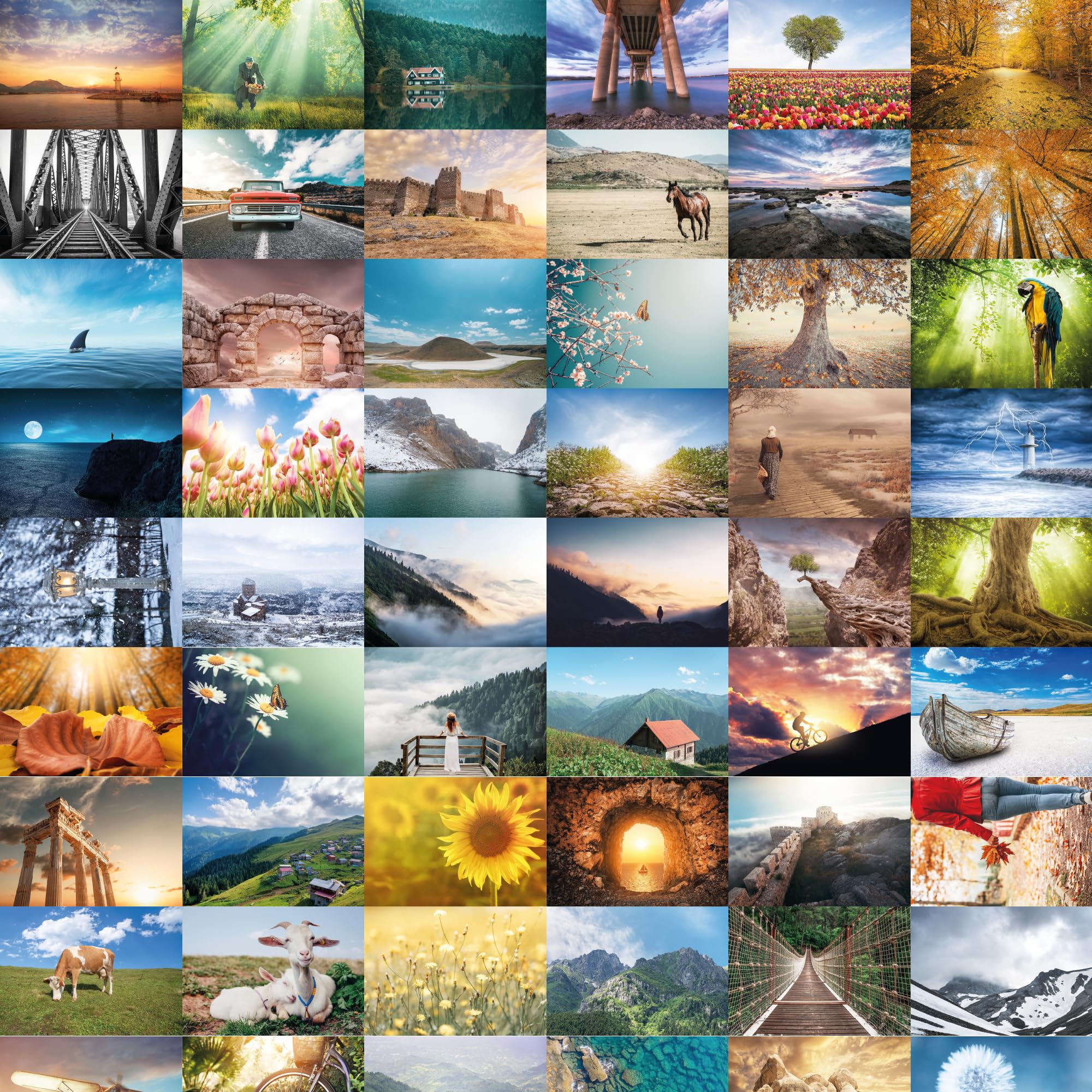 Bear and Bee 64 Postcards – Nature, Animals & Landscape Joys Large Mix of Postcrossing Postcards