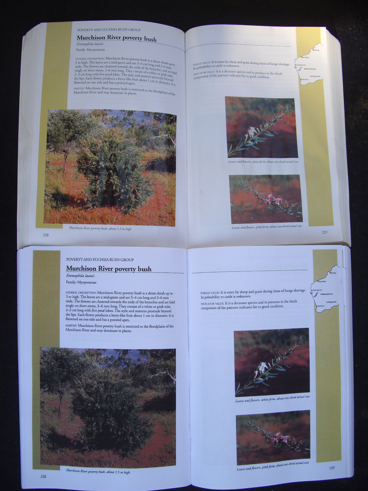 Arid Shrubland Plants of Western Australia Mitchell, A. A., Wilcox, D