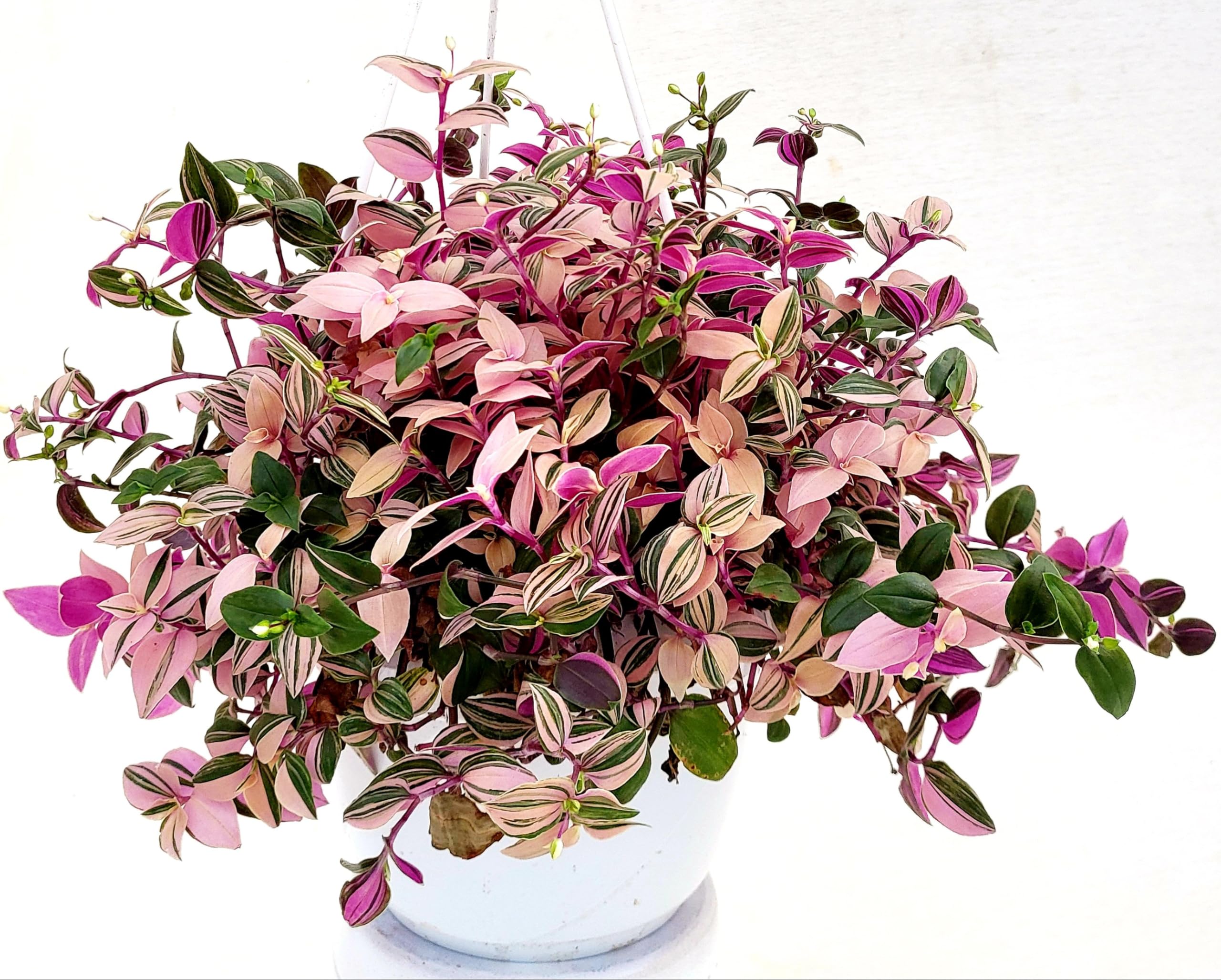 POWERS TO FLOWERS - TRADESCANTIA NANOUK VASO 12CM, CON SOTTOVASO IN Ceramica Pianta Vera B0csc4d2gh