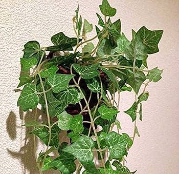 Amazon|壁に掛けれる インテリアグリーン 光触媒 加工 アイビー Amazon|壁に掛けれる インテリアグリーン 光触媒 加工 アイビー