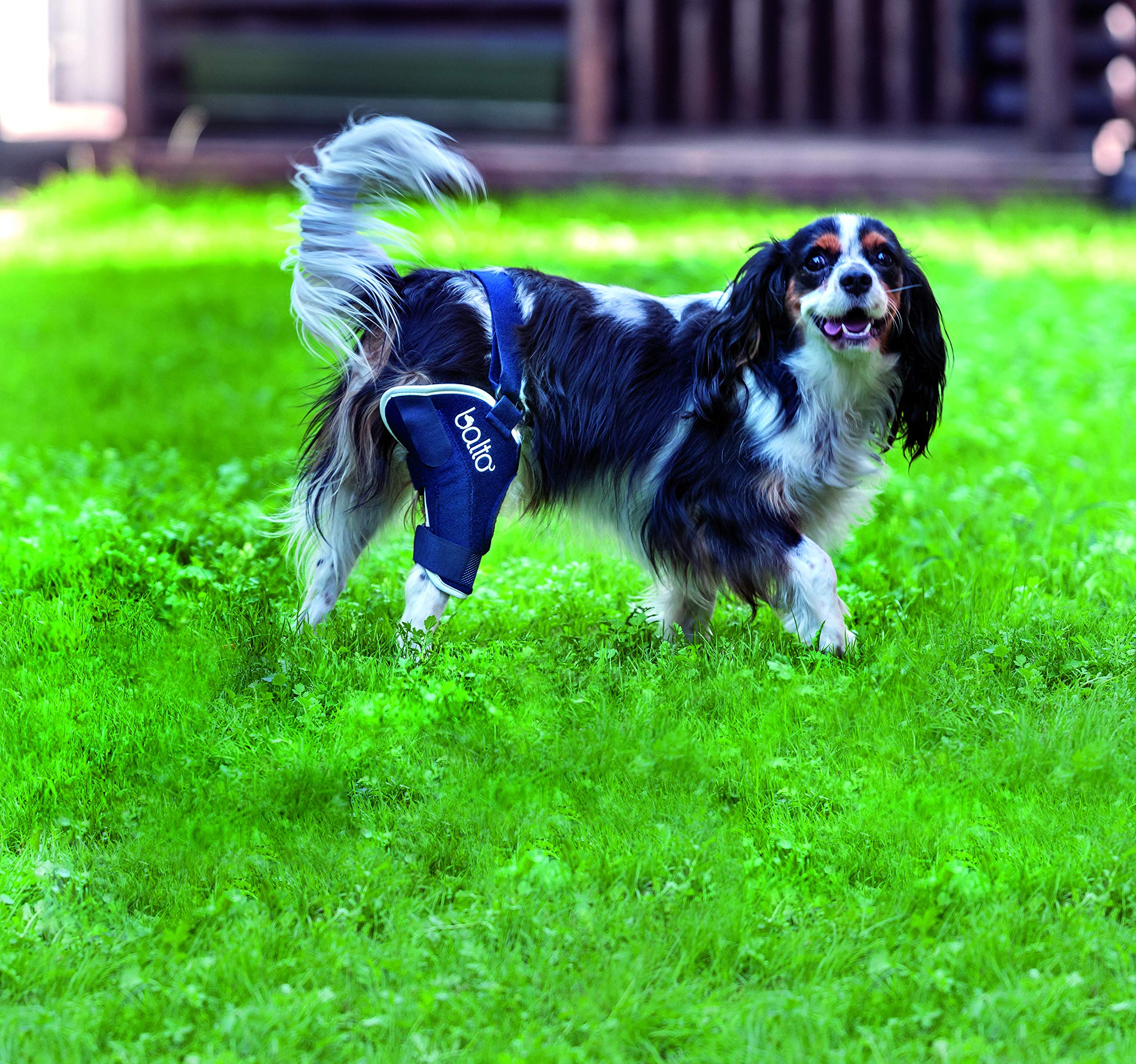 aifullアニフルbalto BT JUMP XS ネイビー サポーター左足用 Amazon.co.jp: アニフル (anifull) BT JUMP LEFT(膝サポーター