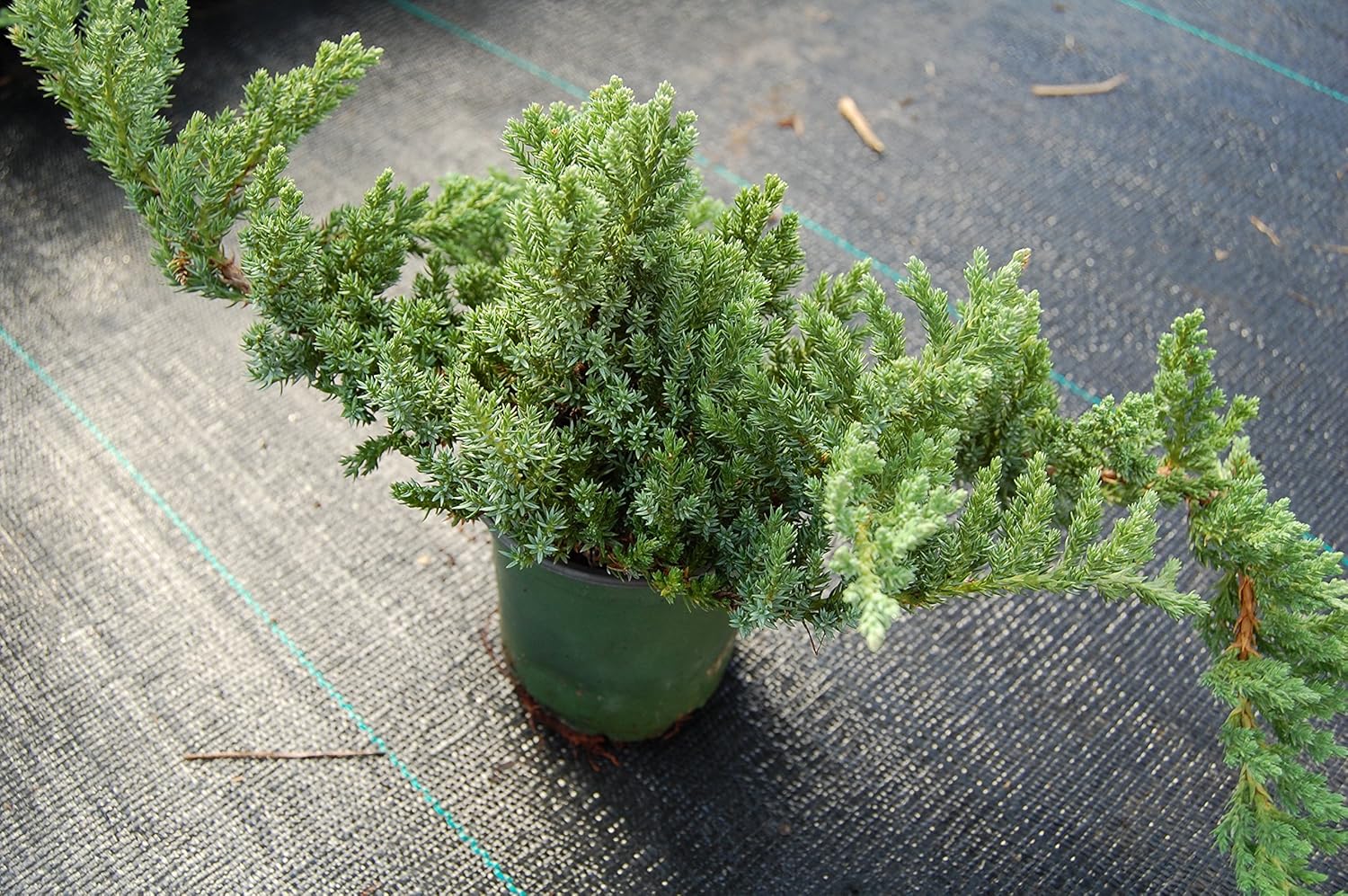 Dwarf Japanese Garden Juniper- Juniperus procumbens ‘Nana’ - 4" Potted - Healthy Evergreen Plant - Plant Great for Bonsai - Each 1 by Growers Solution