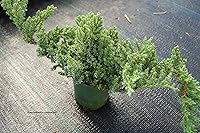 Vista 5 de Growers Solution - Juniperus procumbens 'Nana' de jardín japonés enano - Maceta de 4 pulgadas - Planta de hoja perenne saludable - Planta ideal