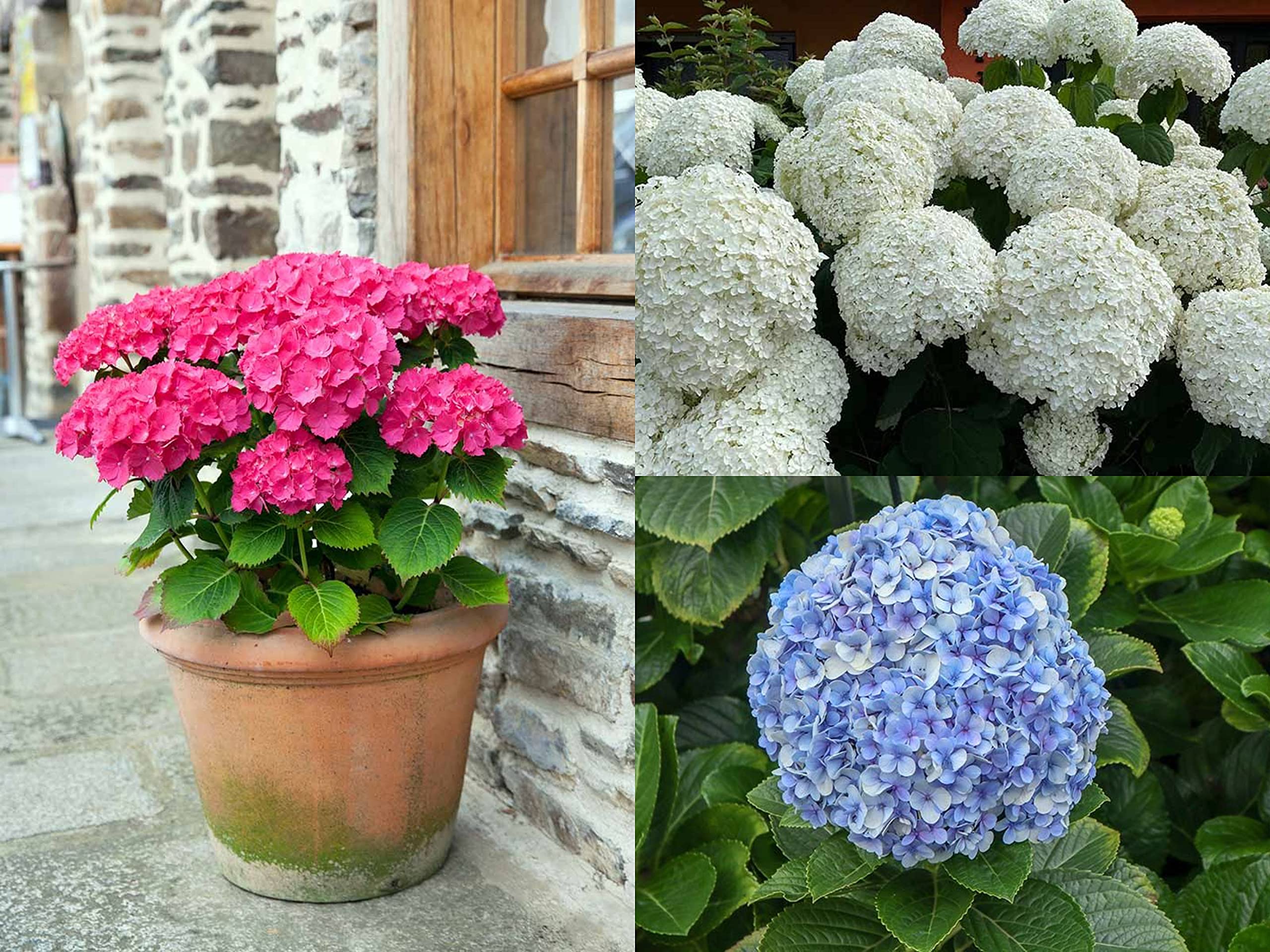 Earth Hopper Hydrangea Mophead, Bright color, Mix Seeds 50 Seeds Macrophylla (B08DZ1DSGP) Amazon Price History, Amazon Price Tracker