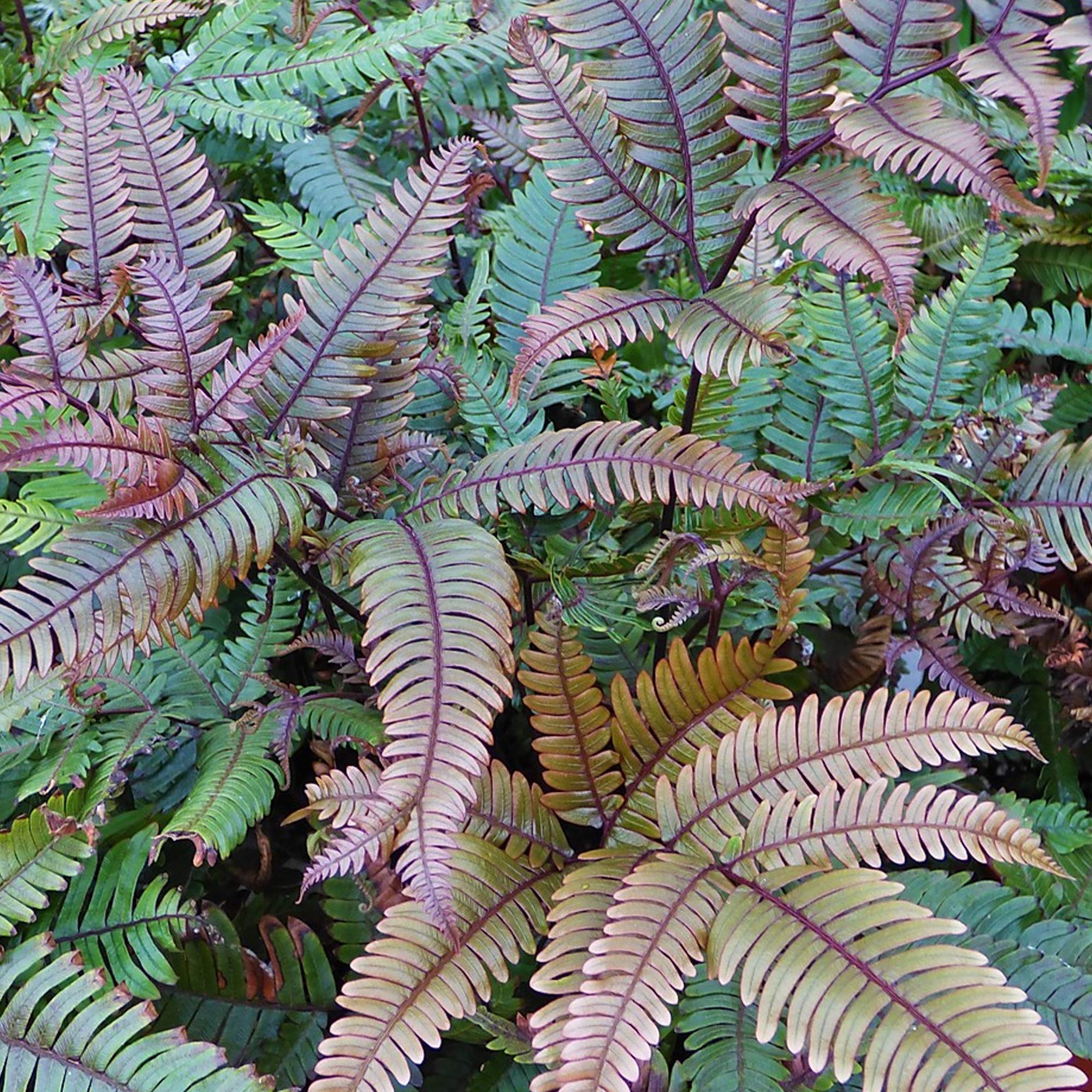 Pteris Tricolor Fougère bien Colorée pour la Maison ou le Bureau (de 25 à 35 cm avec pot)