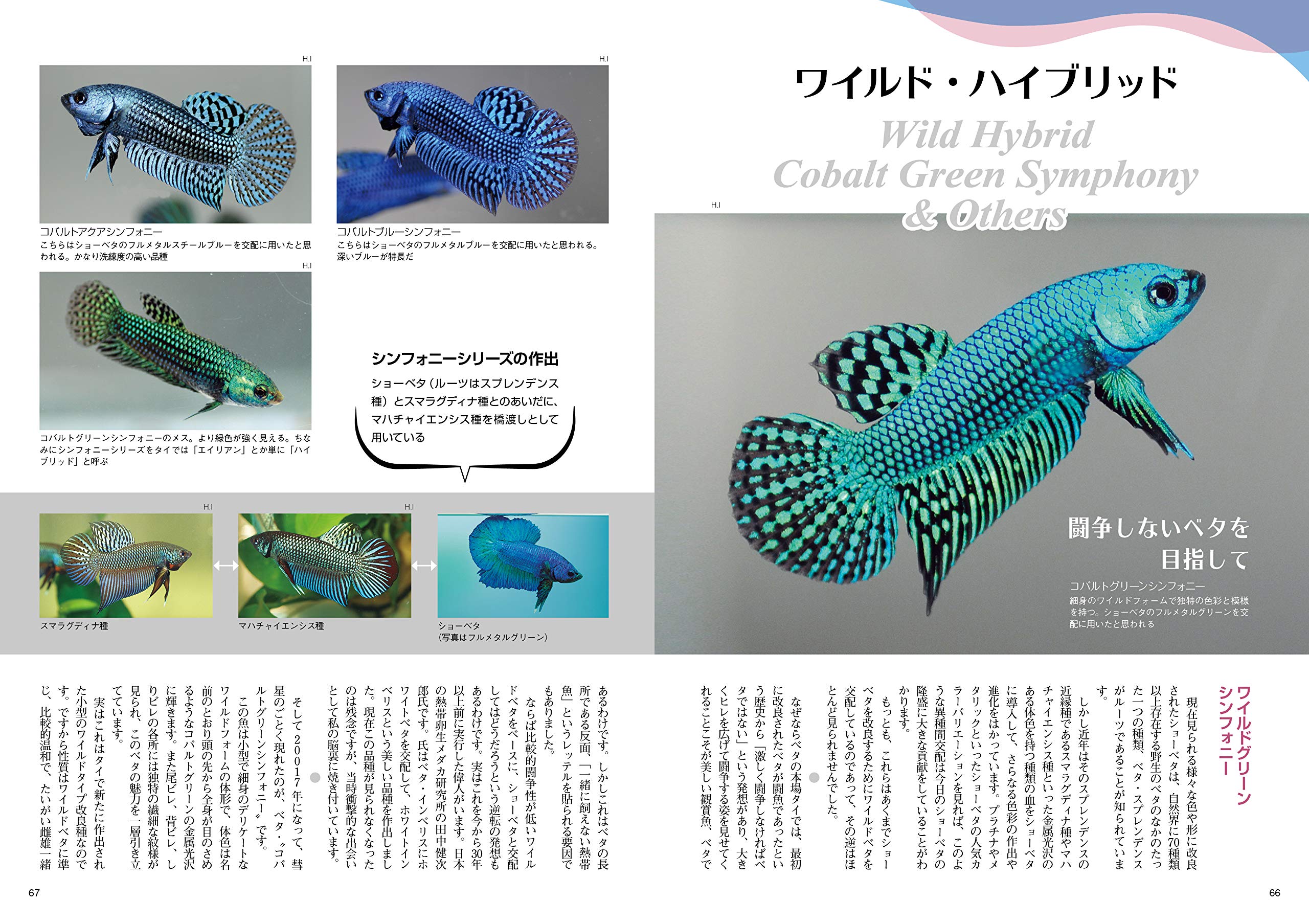 ベタのすべて アクアライフの本 月刊アクアライフ編集部 配送料無料