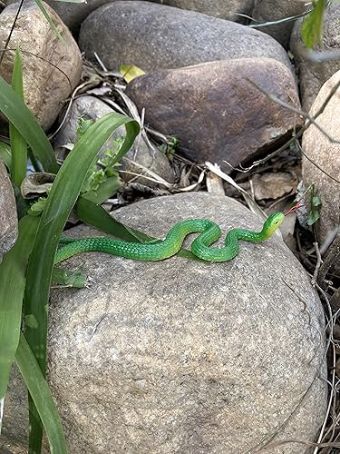 Miniatura 5 de HOHAJIU Juguete de serpiente falsa de goma, realista, 10 piezas, juguete de serpiente realista, regalo de broma para Halloween, fiesta del día de