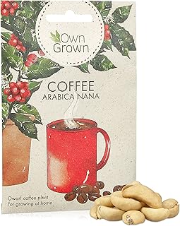 Dwarf Arabica Coffee Seeds: Premium Coffee Seeds for Growing 5 Coffee Plants – Grow your own Coffee Plant – Coffee Plants for Gardening Outdoor and House Plants Indoor – Indoor Plant Seeds by OwnGrown