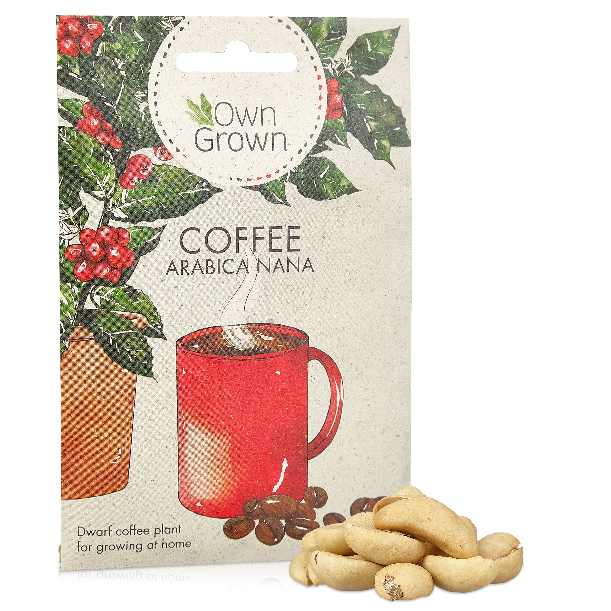 Dwarf Arabica Coffee Seeds: Premium Coffee Seeds for Growing 5 Coffee Plants – Grow your own Coffee Plant – Coffee Plants for Gardening Outdoor and House Plants Indoor – Indoor Plant Seeds by OwnGrown
