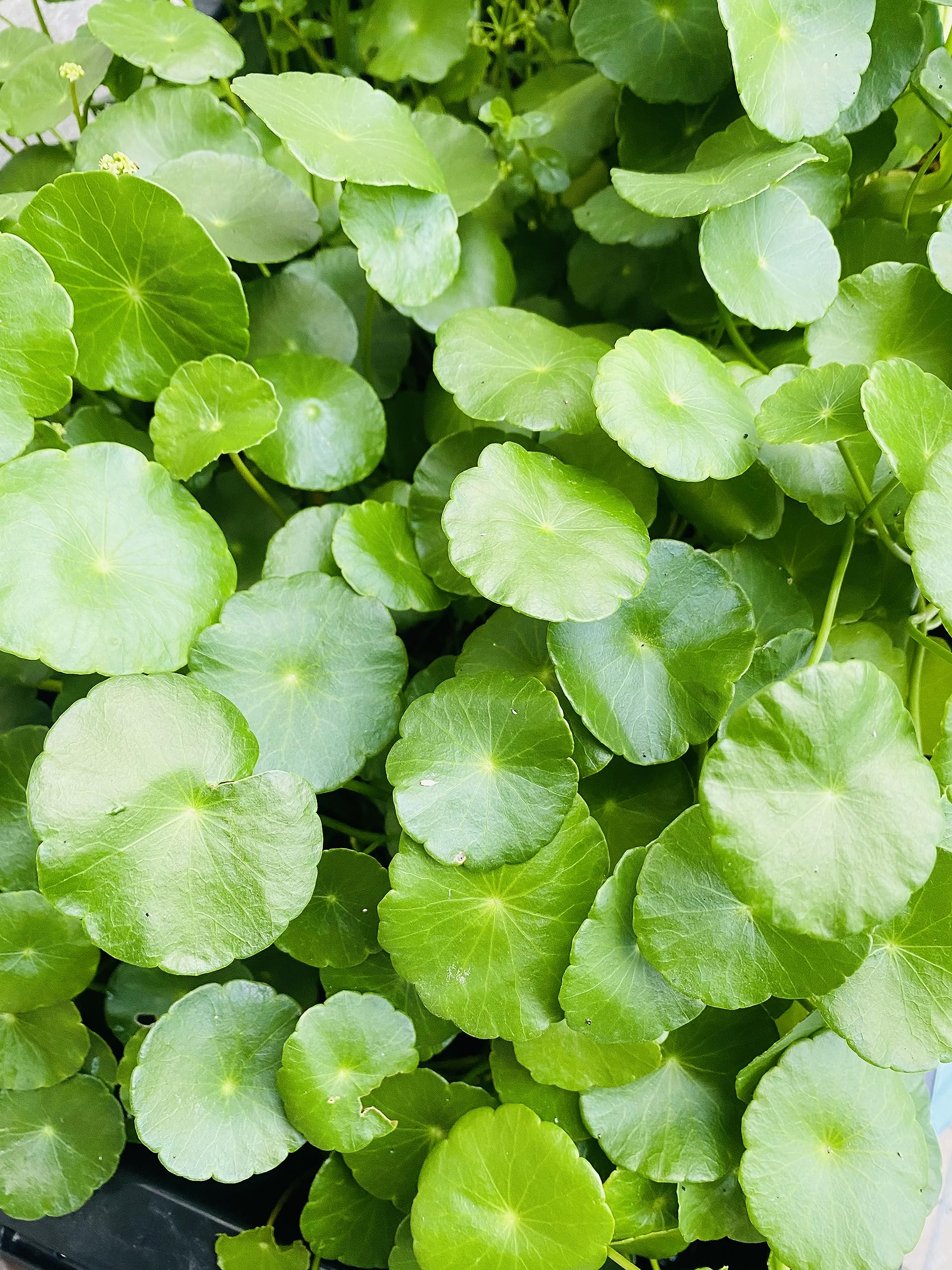 Amazon.co.jp: 《真緑ストア》 ウォーターマッシュルーム 国産無農薬