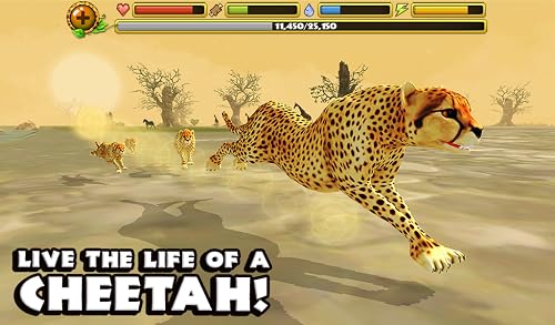 Cheetah Simulator