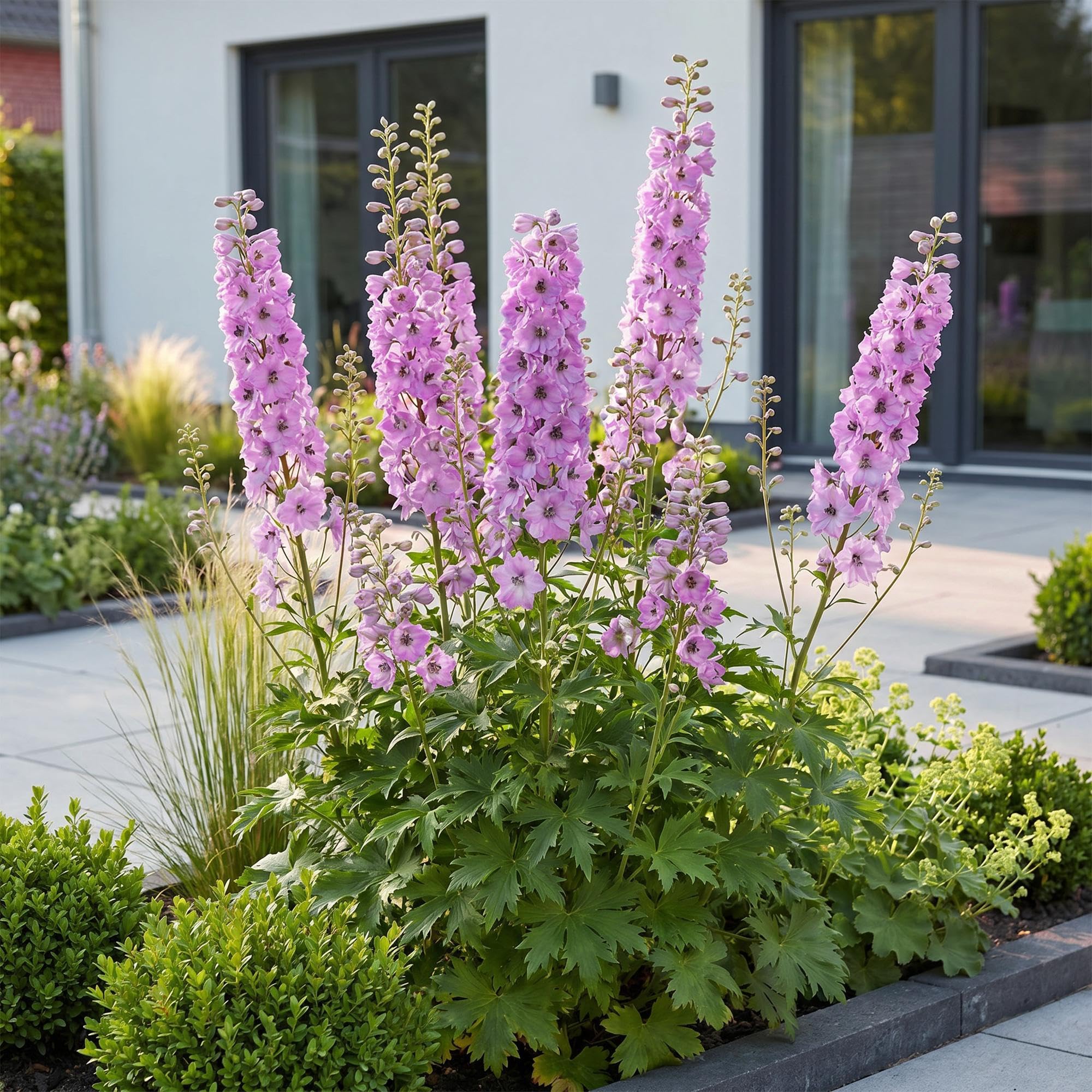 Delphinium Astolat Piante Perenni, per Giardino, Rosa, Set di 3