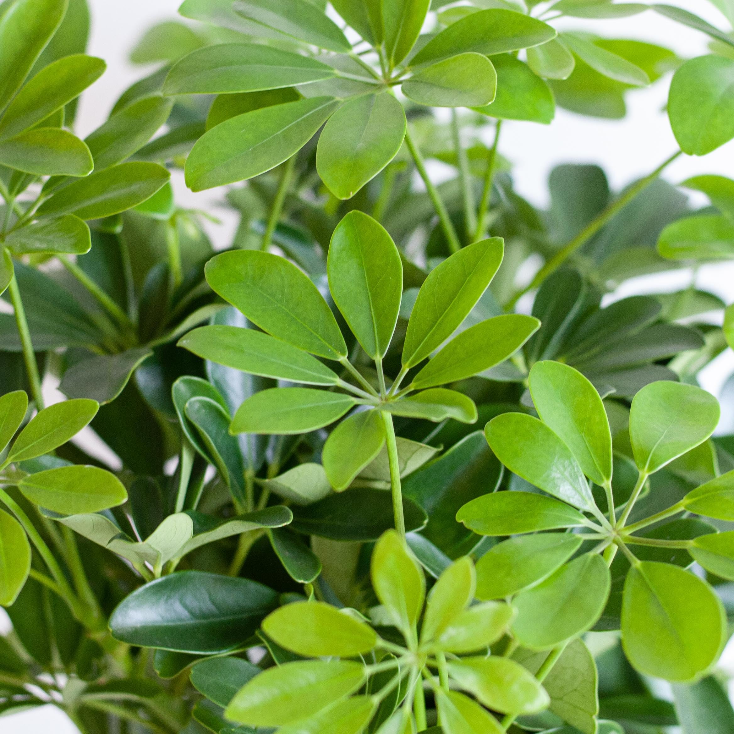 Schefflera Arab Nora mit Korb Sofia natur - 70-80cm - Ø21cm - Zimmerpflanze - Immergrün
