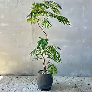 美形　大型　エバーフレッシュ　S字仕立て　バルーン陶器鉢　植え込み発送 美形 大型 エバーフレッシュ S字仕立て バルーン陶器鉢 植え込み発送