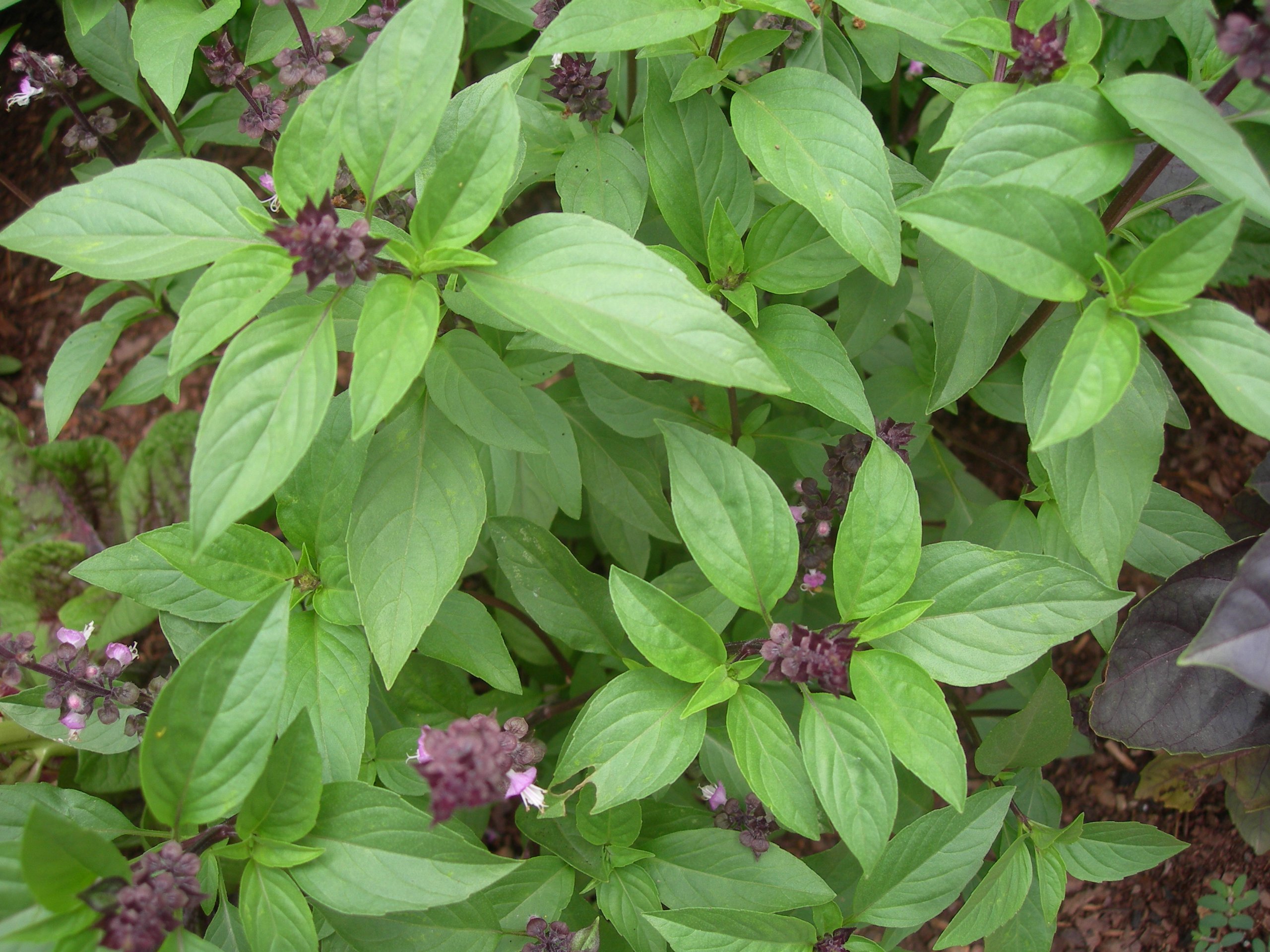 Indica Super Agri Green Thai Basil Imported Herb 50 Seeds Pack Sold (B01IFPD6AC) Amazon Price History, Amazon Price Tracker