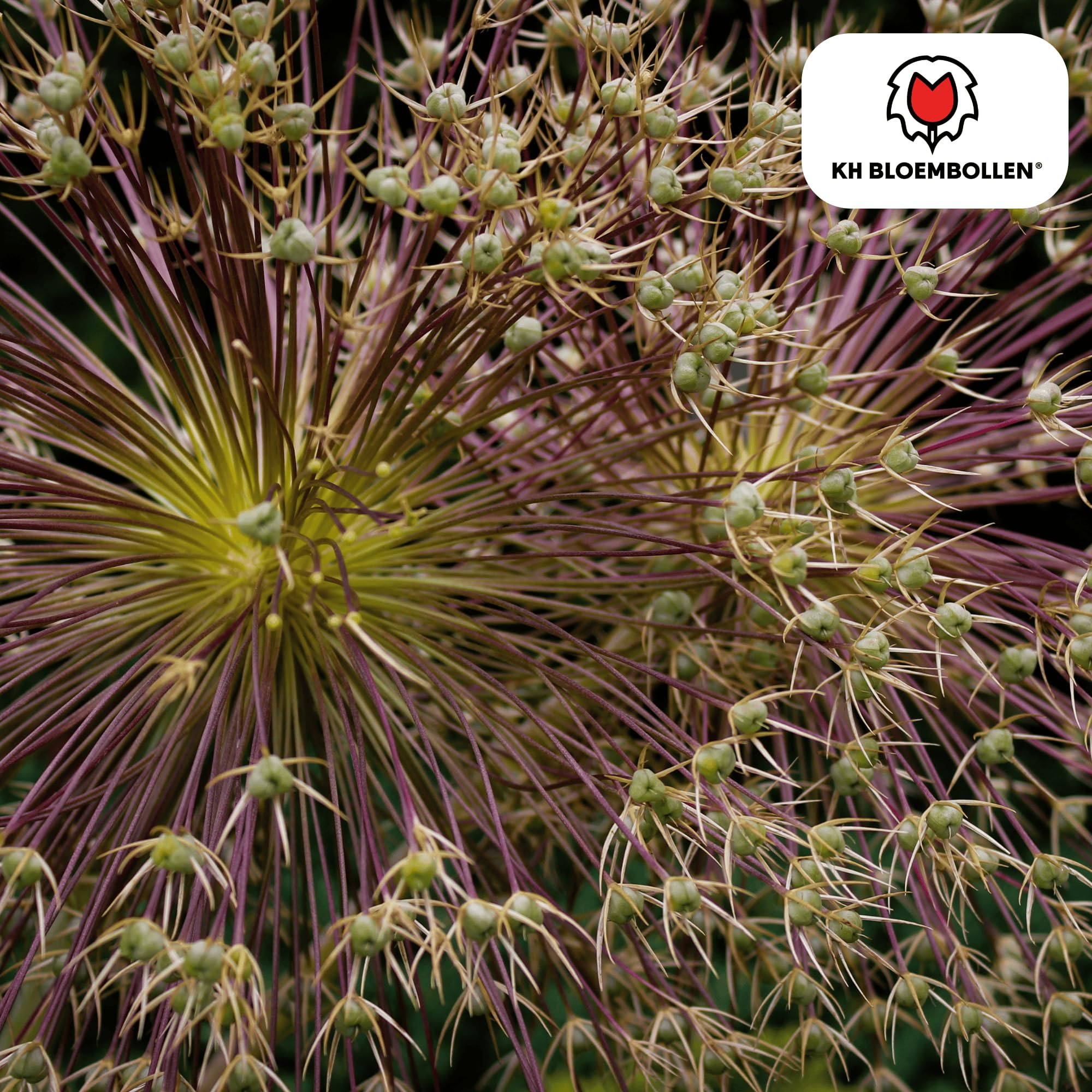 Allium Schubertii wąż ozdobny, cebulki kwiatowe do ogrodu, 5 sztuk