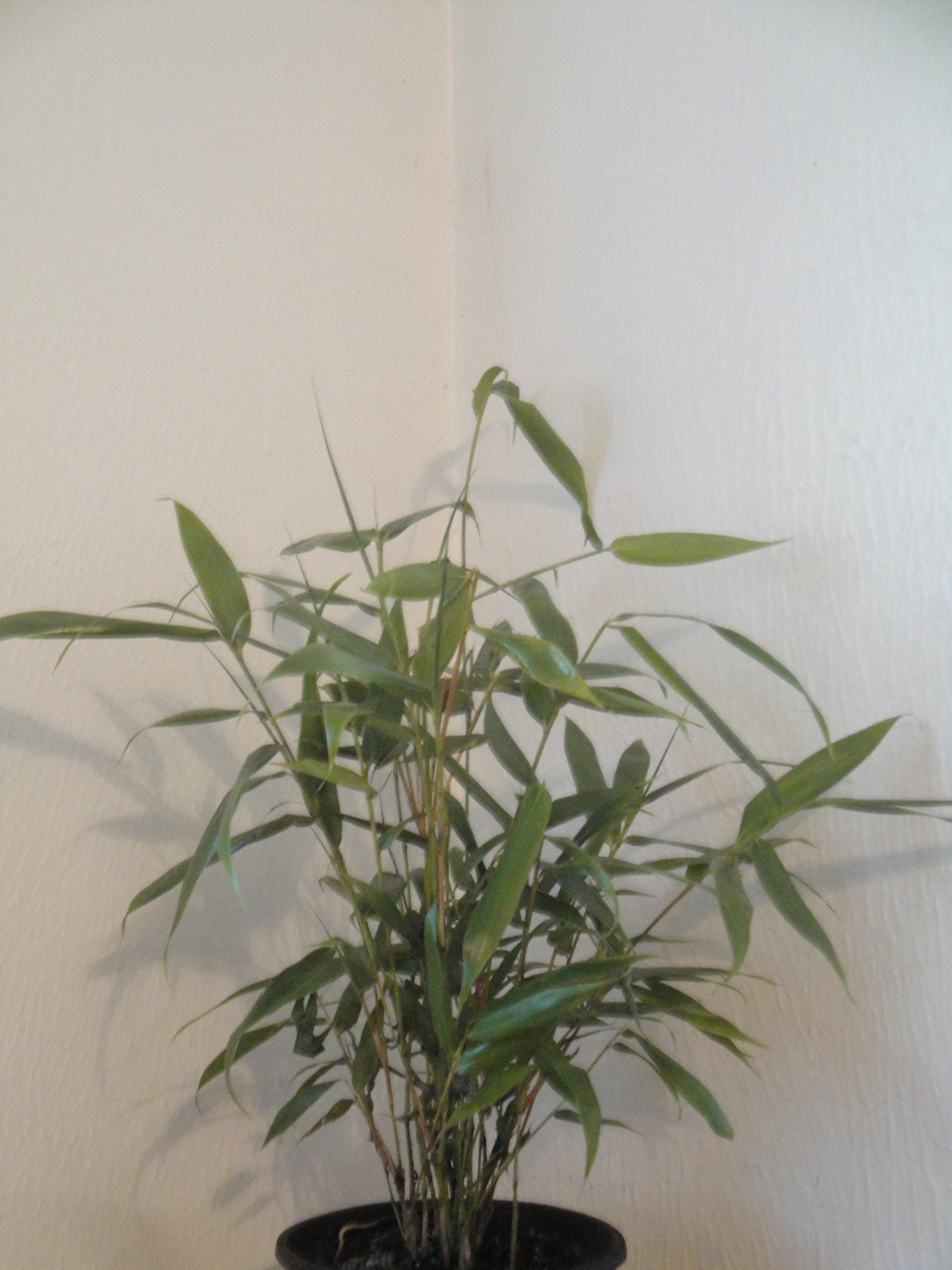 Amazon.com : Bambusa Metake Korean/Japanese Arrow Bamboo #1 Size Live Plant  : Grass Plants : Patio, Lawn & Garden