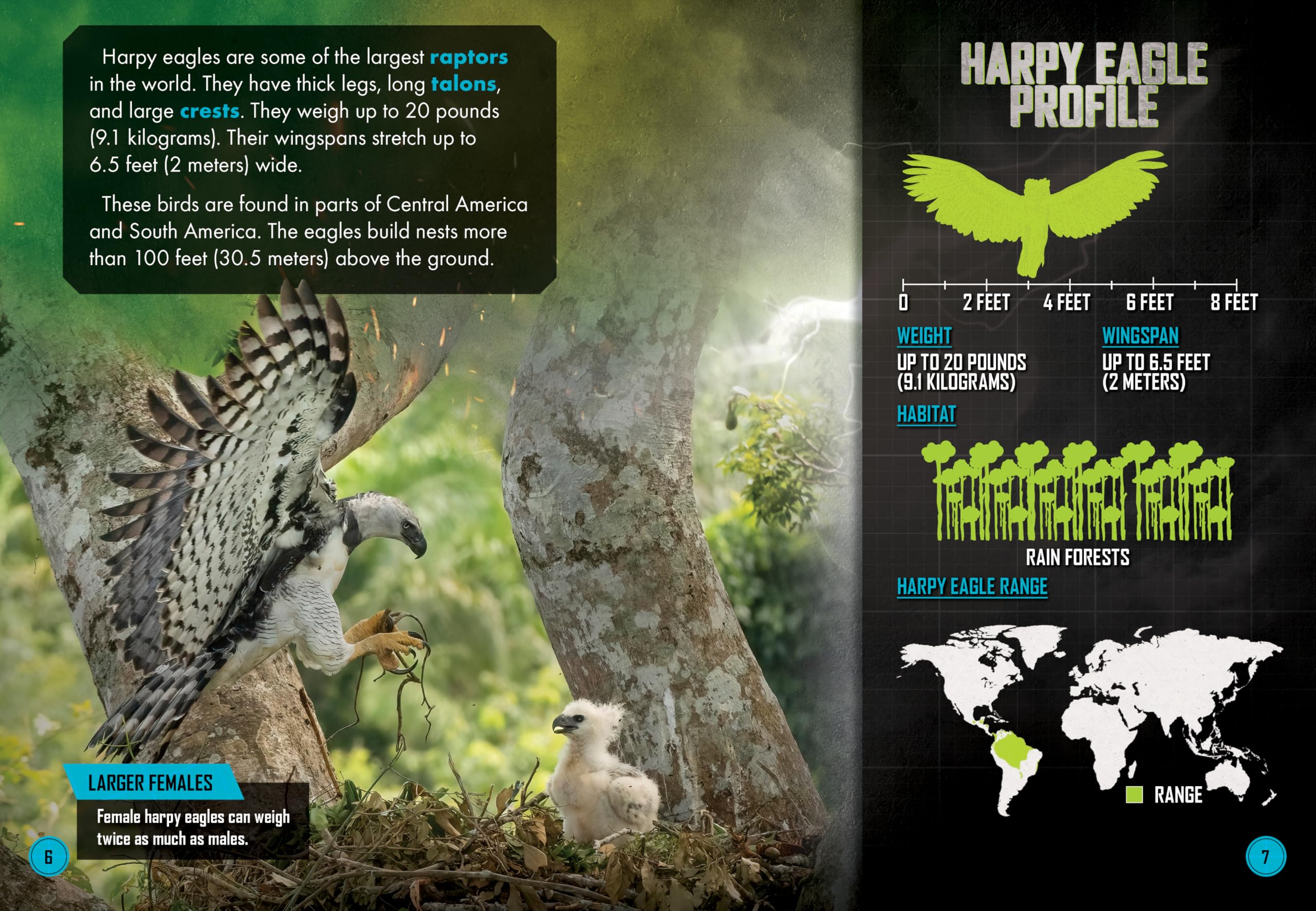 Harpy Eagle Vs. Ocelot