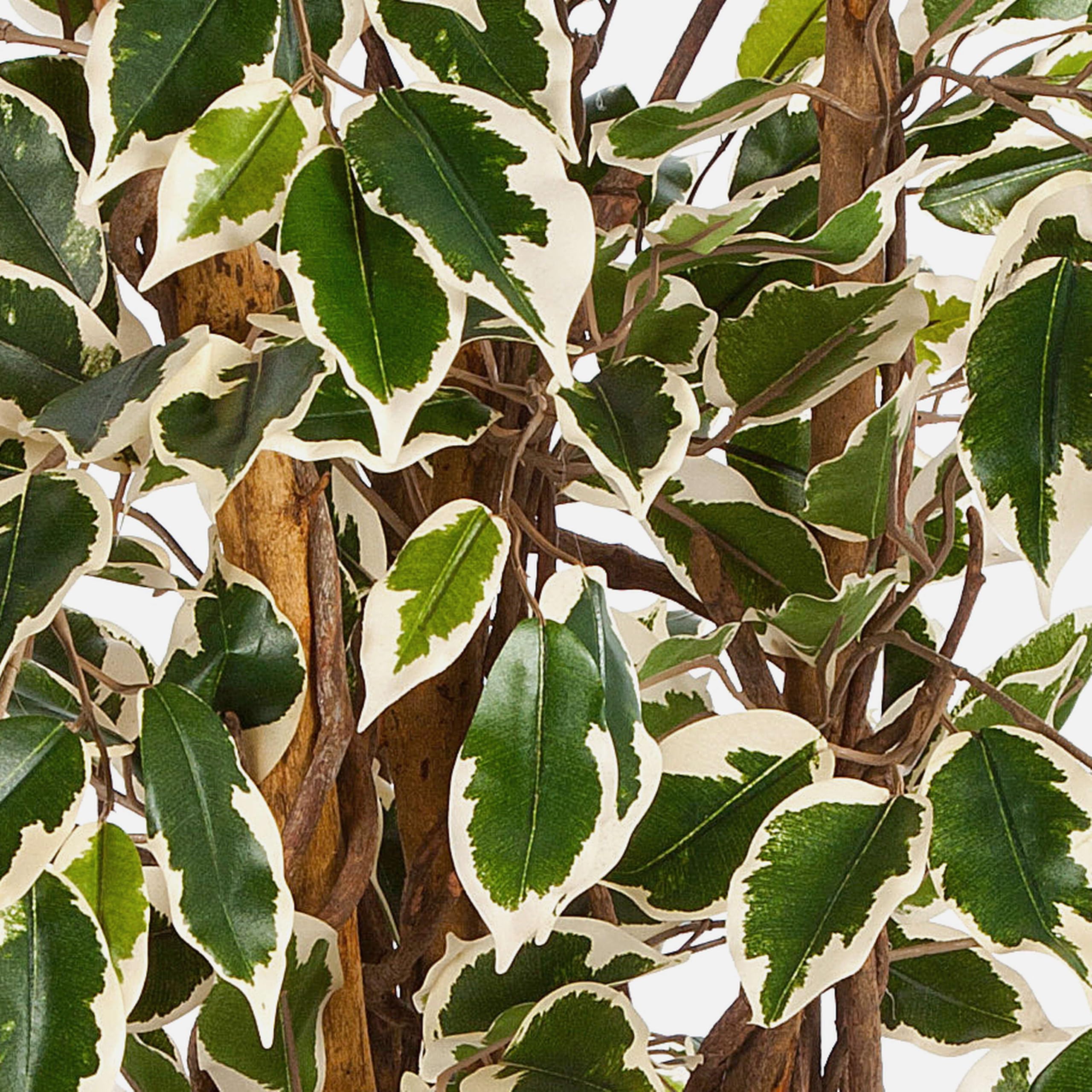 artplants.de Ficus Artificiale JARLAN con 720 Foglie e Tronco Intrecciato, Verde-Bianco, 150cm - Ficus Decorativo/Pianta di ficus