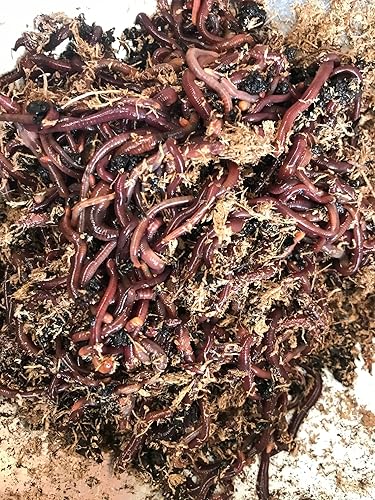 Miniatura 2 de Gusanos de compostaje Red Wiggler reduce los residuos y mejora tu suelo (0.5 libras)