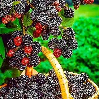 Brombeeren 'Triple Crown' 1 Pflanze im topf, Rubus fruticosa, Beerenobst, Brombeerpflanze, Brombeerstrauch, Säulenobst, winterhart, Gärten, Balkone, Terrassen, Obstpflanzen, Gartenpflanzen, blühend product image