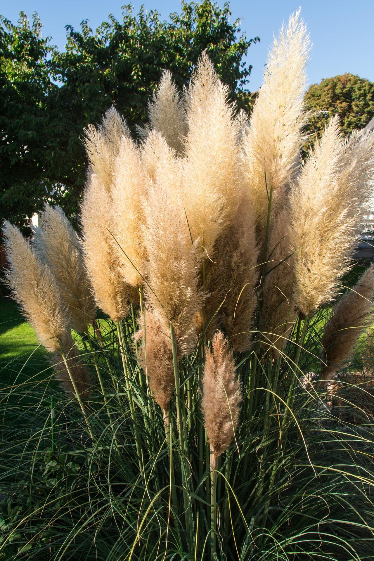 Fertilizer For Ornamental Grasses 1 kg Granular - Important Nutrients Plant do rutyny upiększającej, praktyczny rozmiar