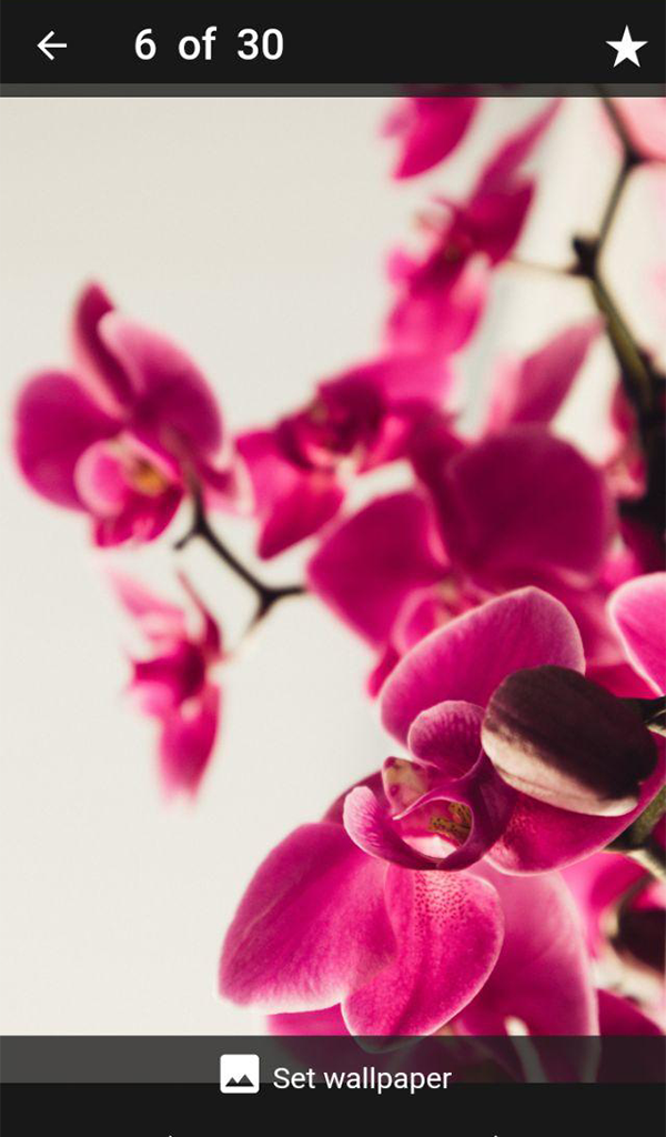 Natural Orchid Flower Wallpaper - App on Amazon Appstore