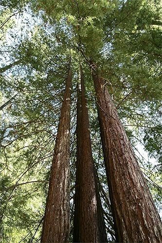 Miniatura 2 de Semillas de árboles de plantas raras 30+ Semillas de secoya de la costa de California (Sequoia sempervirens)