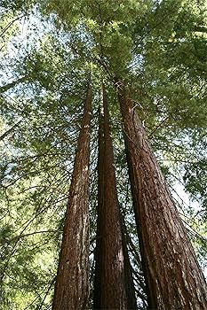 Amazon.com : Rare Plant Tree Seeds 30+ California Coast