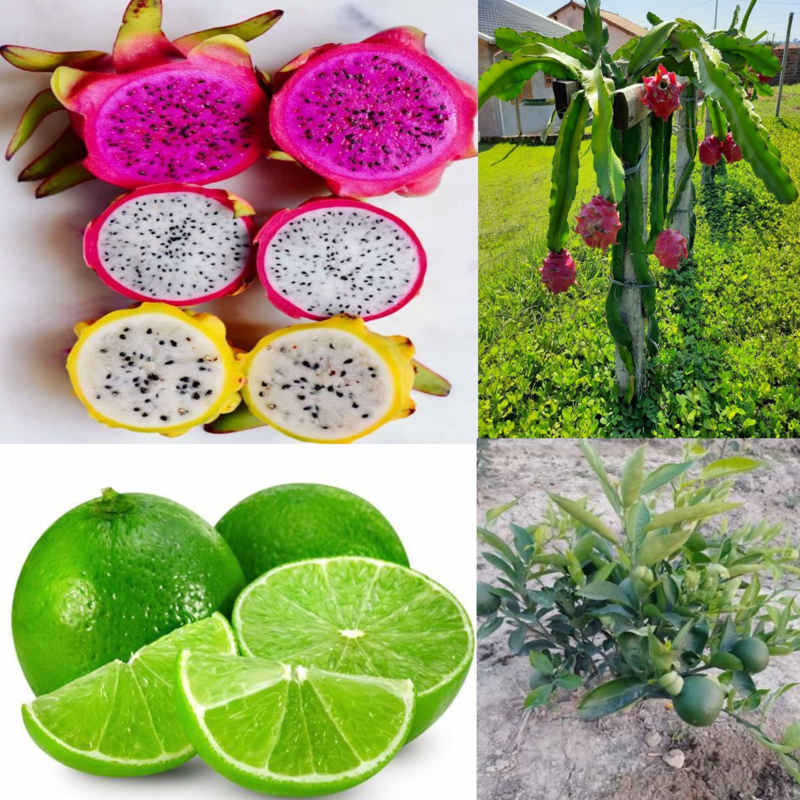 Eroanvia Combo 4 Rare Red Purple Yellow Flesh American Beauty 3 Dragon Fruit Plant + 1 Grafted Vietnam Malta All Time Plants Mosambi "Dragon Tree Imported Live Rooted Plant 3 Cutting (B0CH8P1BDQ) Amazon Price History, Amazon Price Tracker