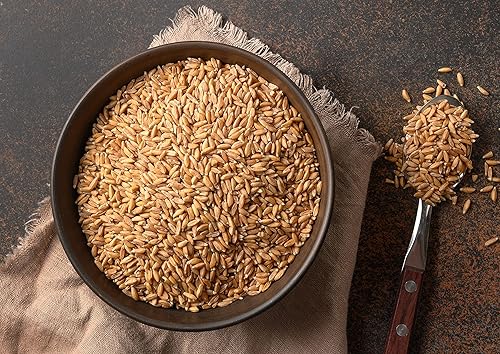 Miniatura 5 de Bayas de espelta, 1.5 libras. Un nutritivo grano antiguo para cocinar, hornear o refrigerios saludables. Rico en fibra, proteínas y hierro.