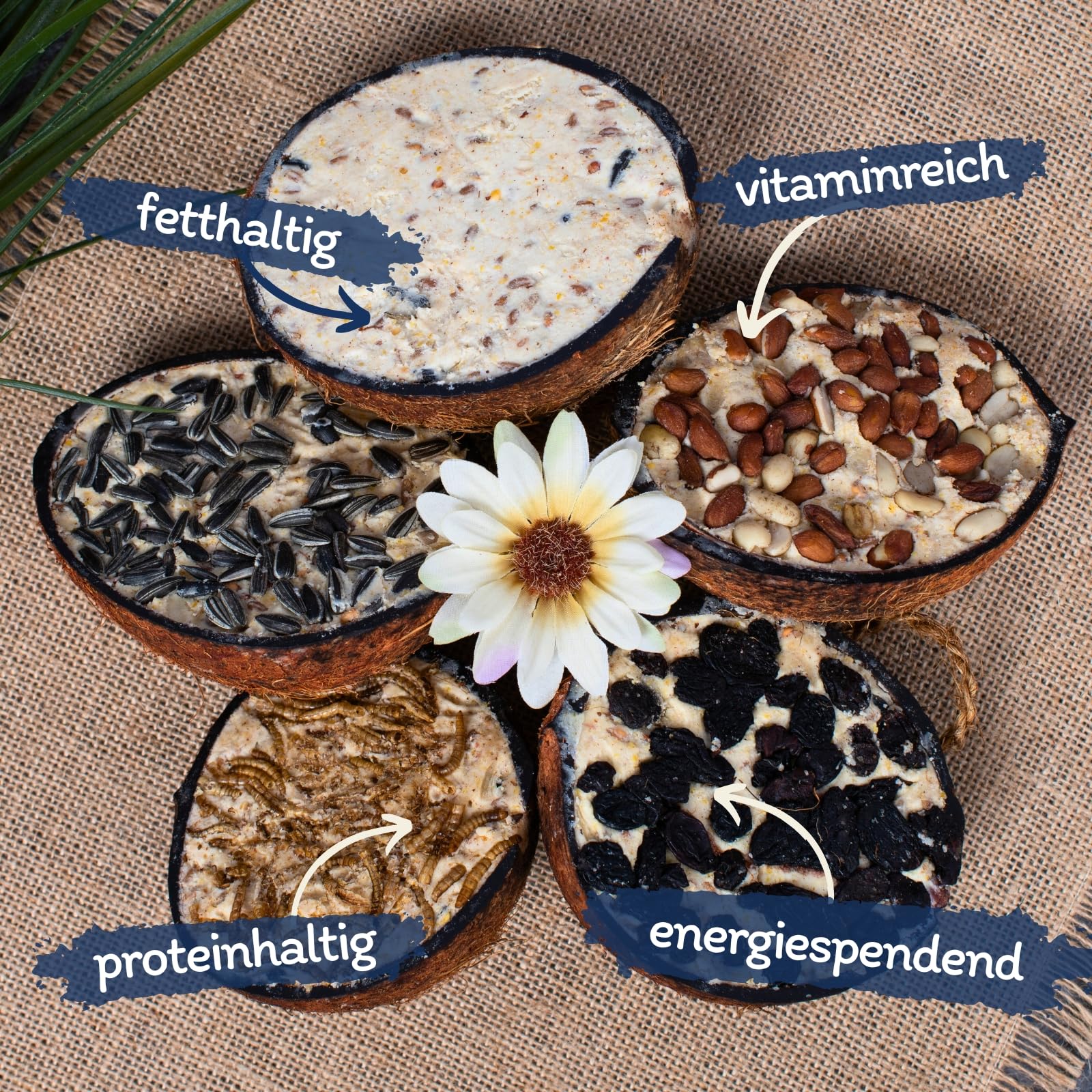 Lyra Pet® 2 x 10 Halbe Kokosnüsse gefüllt - Vogelfutter für Wildvögel | Kokosnuss mit verschiedenen Toppings - Wildvogelfutter Ganzjährig - Vitaminhaltig& Proteinreich - Fettfutter wie Meisenknödel