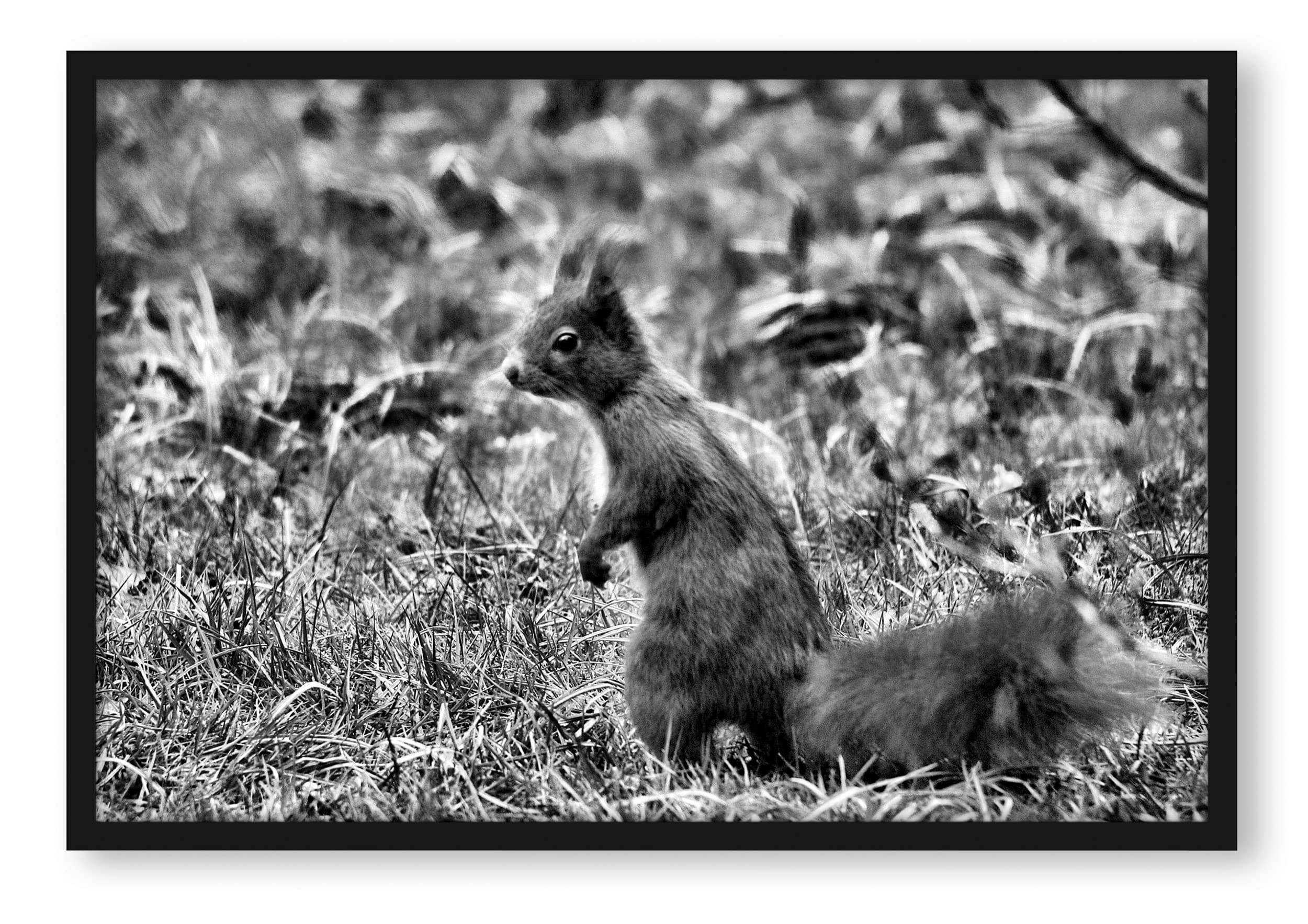 Pixxprint Eichhörnchen auf Boden, Poster im Bilderrahmen, Format: 100x70cm, Kunstdruck gerahmt