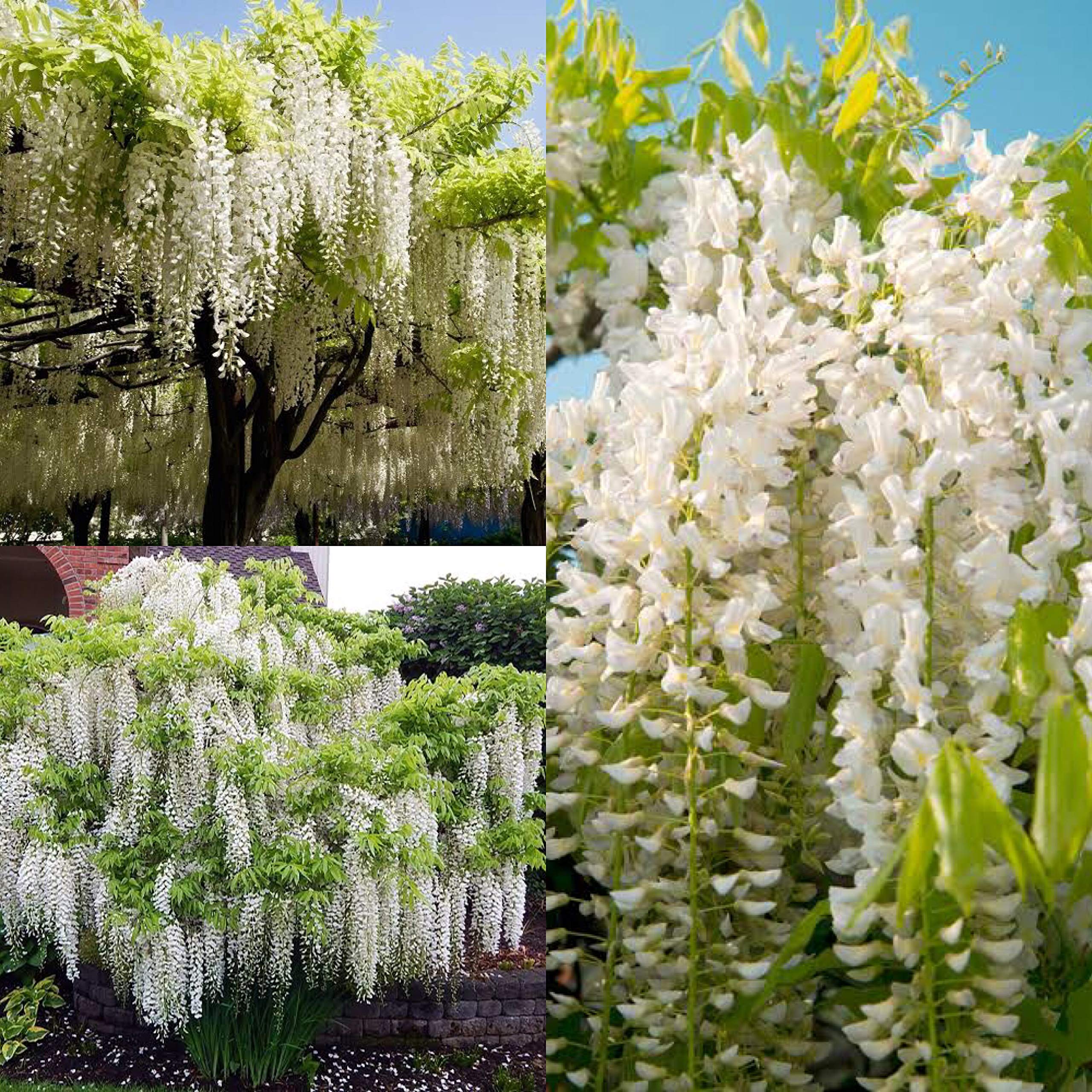 M-Tech Gardens Ornamental Wisteria Tree 10 Seeds for Growing (White) (B07WCYNLXP) Amazon Price History, Amazon Price Tracker
