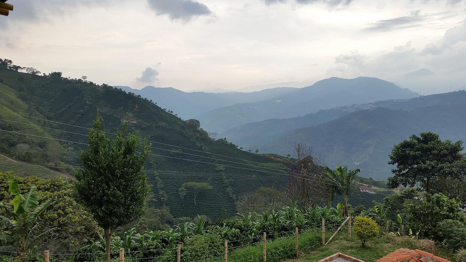 Green coffee Beans Special Colombian Micro Lots, unroasted Coffee 100% Arabica (5 LB)
