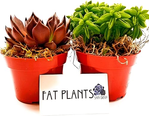 Fat Plants San Diego - Colección de variedades de plantas suculentas