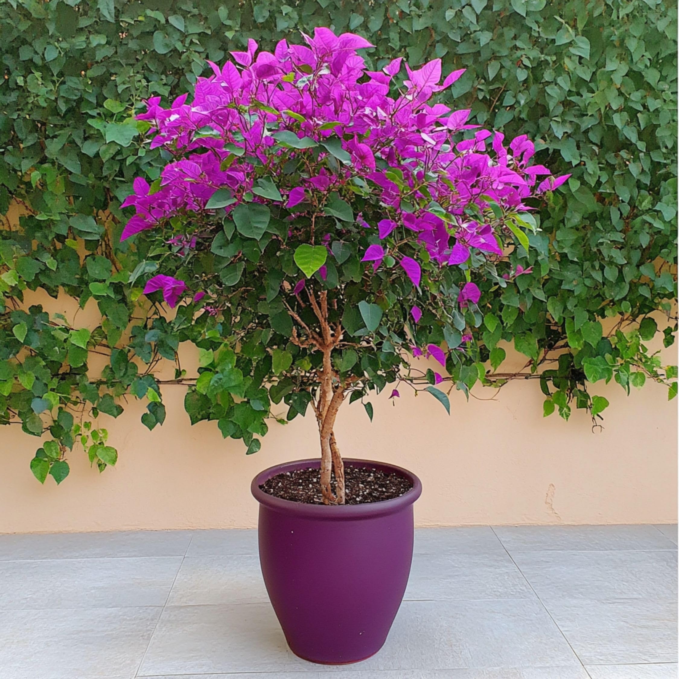 Plant in a Box - Bugenwilla Fioletowa na pniu - Kącicierń - Doniczka 17cm - Wysokość 50-60cm