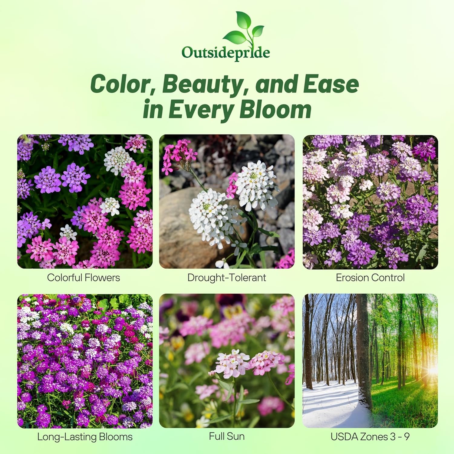 Outsidepride Wild Flower Candytuft Seeds - 1 lb. Annual Flower Seeds for Planting with Attractive Flowers, Easy to Grow & Drought Tolerant for Garden Ground Cover, Borders, & Edging