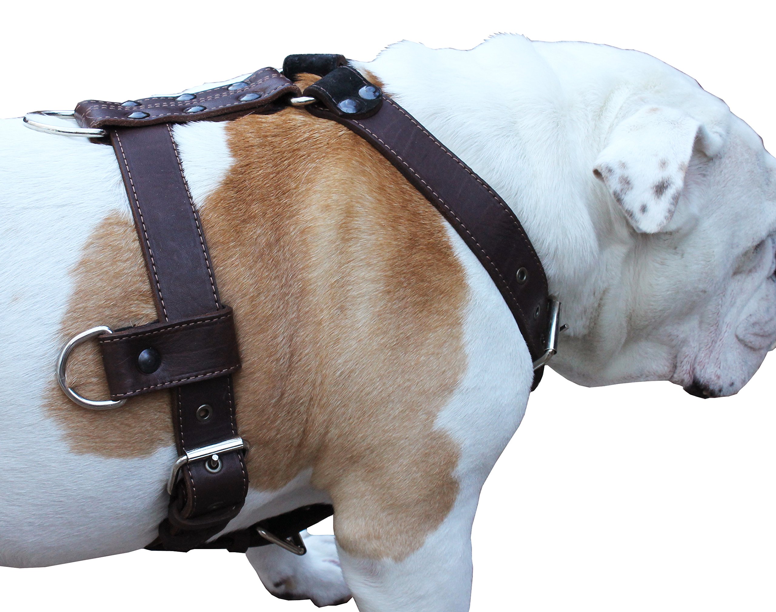Are Leather Harness Good For Dogs
