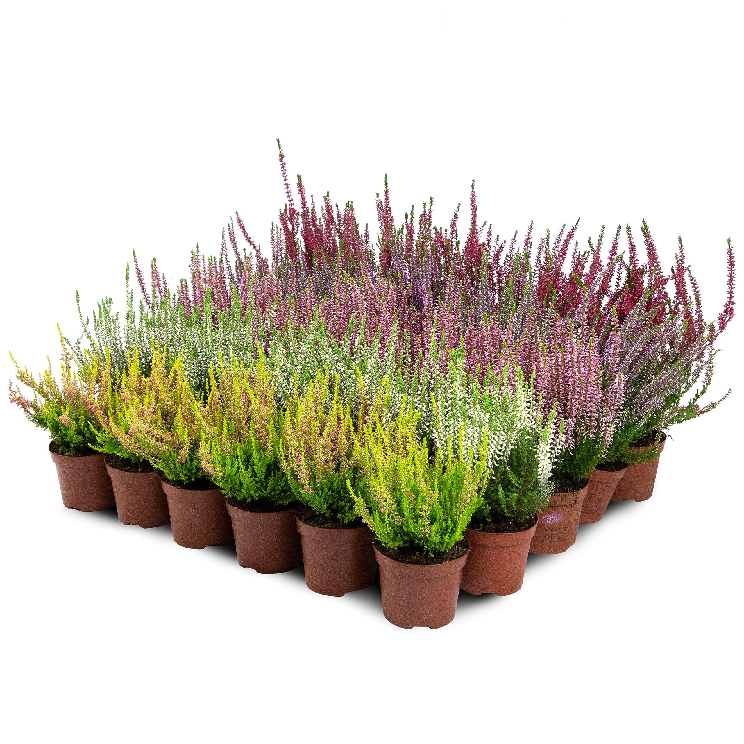 Erica Brugo Calluna Vulgaris Piante in vaso – Resistente – Miscela di colori (30 pezzi/5 colori)