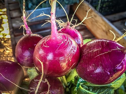 Miniatura 4 de Pink Beauty - Semillas de rábano  Paquete de 125, semillas de verduras orgánicas certificadas, sin OMG, polinizadas abiertas y sin tratar, para